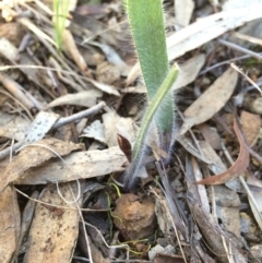 Caladenia actensis at suppressed - 31 Aug 2014