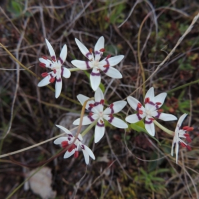 Wurmbea dioica subsp. dioica (Early Nancy) at Tennent, ACT - 31 Aug 2014 by michaelb