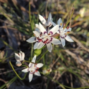 Wurmbea dioica subsp. dioica at Tennent, ACT - 31 Aug 2014