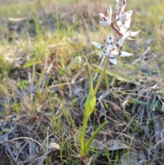 Wurmbea dioica subsp. dioica at Tennent, ACT - 31 Aug 2014