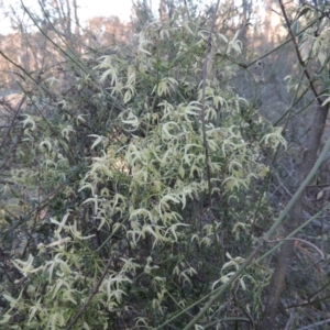 Clematis leptophylla at Tennent, ACT - 31 Aug 2014 06:04 PM