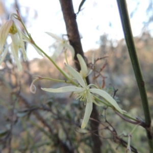 Clematis leptophylla at Tennent, ACT - 31 Aug 2014 06:04 PM