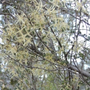 Clematis leptophylla at Tennent, ACT - 31 Aug 2014 06:04 PM