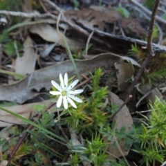 Stellaria pungens (Prickly Starwort) at Tennent, ACT - 31 Aug 2014 by MichaelBedingfield