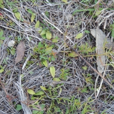 Ophioglossum lusitanicum (Adder's Tongue) at Tennent, ACT - 31 Aug 2014 by MichaelBedingfield