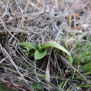 Ophioglossum lusitanicum at Tennent, ACT - 31 Aug 2014