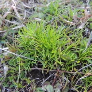 Isoetopsis graminifolia at Tennent, ACT - 31 Aug 2014 06:32 PM