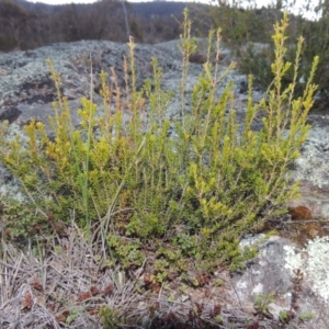 Calytrix tetragona at Tennent, ACT - 31 Aug 2014 06:59 PM