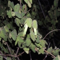 Correa reflexa var. reflexa (Common Correa, Native Fuchsia) at Tennent, ACT - 31 Aug 2014 by MichaelBedingfield