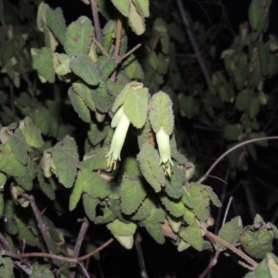 Correa reflexa var. reflexa (Common Correa, Native Fuchsia) at Tennent, ACT - 31 Aug 2014 by MichaelBedingfield