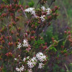 Calytrix tetragona (Common Fringe-myrtle) at Tuggeranong Hill - 25 Oct 2000 by michaelb