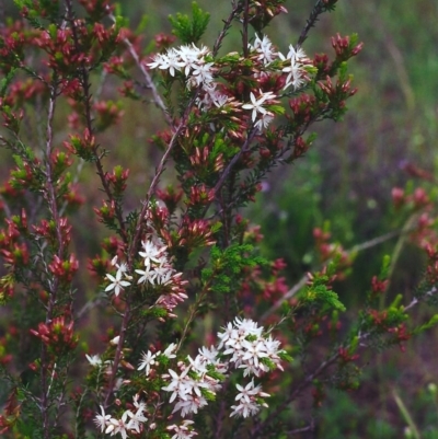 Calytrix tetragona (Common Fringe-myrtle) at Tuggeranong Hill - 25 Oct 2000 by michaelb