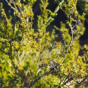 Calytrix tetragona at Bonython, ACT - 14 Sep 2000