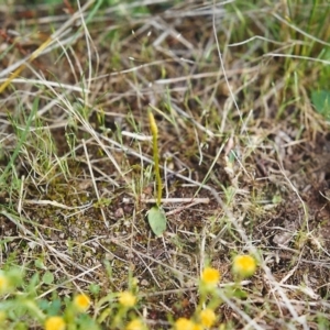 Ophioglossum lusitanicum at Conder, ACT - 17 Oct 1999