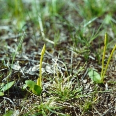 Ophioglossum lusitanicum (Adder's Tongue) at Conder, ACT - 7 Oct 2000 by MichaelBedingfield