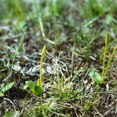 Ophioglossum lusitanicum subsp. coriaceum (Austral Adder's Tongue) at Tuggeranong Hill - 6 Oct 2000 by michaelb