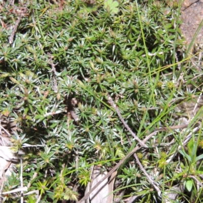 Acrotriche serrulata (Ground-berry) at Urambi Hills - 28 Aug 2014 by michaelb