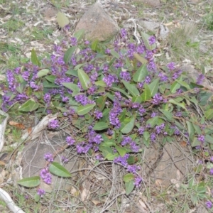 Hardenbergia violacea at Kambah, ACT - 28 Aug 2014