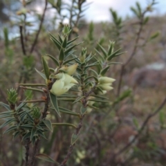 Melichrus urceolatus (Urn Heath) at Kambah, ACT - 28 Aug 2014 by michaelb