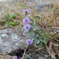 Hovea heterophylla (Common Hovea) at Kambah, ACT - 28 Aug 2014 by michaelb