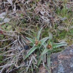 Luzula densiflora (Dense Wood-rush) at Kambah, ACT - 28 Aug 2014 by MichaelBedingfield