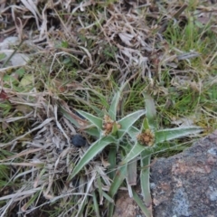 Luzula densiflora (Dense Wood-rush) at Kambah, ACT - 28 Aug 2014 by michaelb