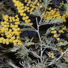 Acacia dealbata (Silver Wattle) at Urambi Hills - 28 Aug 2014 by michaelb