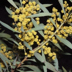 Acacia rubida at Kambah, ACT - 28 Aug 2014