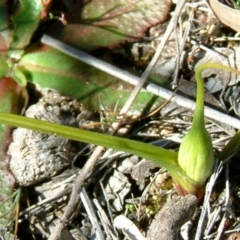 Wurmbea dioica subsp. dioica at Farrer, ACT - 31 Aug 2014