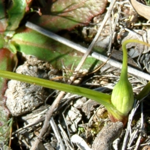 Wurmbea dioica subsp. dioica at Farrer, ACT - 31 Aug 2014