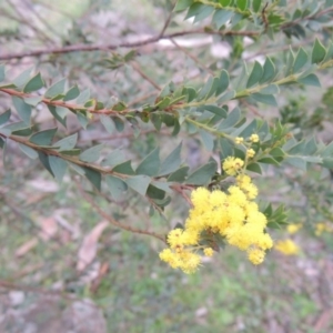 Acacia pravissima at Kambah, ACT - 28 Aug 2014 06:29 PM