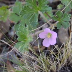 Geranium solanderi var. solanderi (Native Geranium) at Conder, ACT - 30 Aug 2014 by michaelb