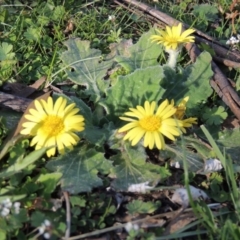 Cymbonotus sp. (preissianus or lawsonianus) (Bears Ears) at Conder, ACT - 30 Aug 2014 by michaelb