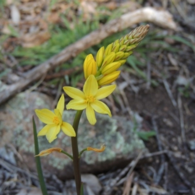Bulbine glauca (Rock Lily) at Conder, ACT - 30 Aug 2014 by michaelb