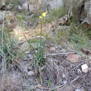 Bulbine glauca at Conder, ACT - 30 Aug 2014 05:15 PM