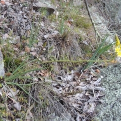 Bulbine glauca at Conder, ACT - 30 Aug 2014 05:15 PM