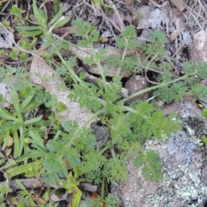 Daucus glochidiatus at Conder, ACT - 30 Aug 2014 05:22 PM