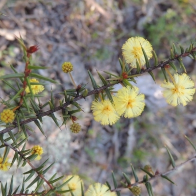 Acacia ulicifolia (Prickly Moses) at Conder, ACT - 30 Aug 2014 by michaelb