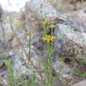 Pimelea curviflora at Conder, ACT - 30 Aug 2014 06:07 PM