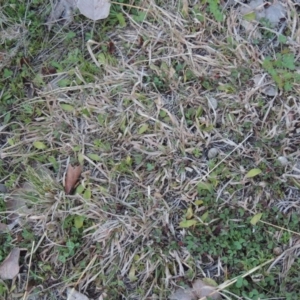 Ophioglossum lusitanicum at Conder, ACT - 30 Aug 2014