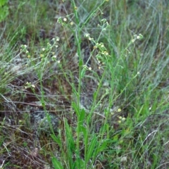 Hackelia suaveolens (Sweet Hounds Tongue) at Tuggeranong Hill - 17 Nov 2000 by michaelb