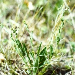 Hackelia suaveolens (Sweet Hounds Tongue) at Conder, ACT - 30 Oct 1999 by michaelb