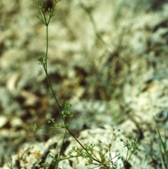 Daucus glochidiatus (Australian Carrot) at Tuggeranong Hill - 6 Dec 1999 by michaelb