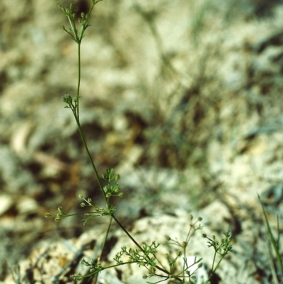 Daucus glochidiatus (Australian Carrot) at Conder, ACT - 6 Dec 1999 by michaelb