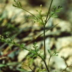 Daucus glochidiatus at Conder, ACT - 7 Dec 1999