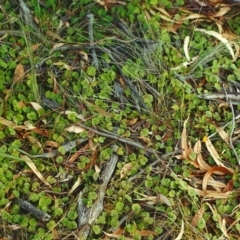 Dichondra repens (Kidney Weed) at Tuggeranong Hill - 19 Apr 2000 by michaelb