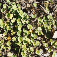 Dichondra repens (Kidney Weed) at Tuggeranong Hill - 21 Oct 1999 by michaelb