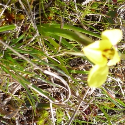 Diuris chryseopsis (Golden Moth) at Casey, ACT - 31 Aug 2014 by MichaelMulvaney