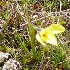 Diuris chryseopsis at Casey, ACT - suppressed