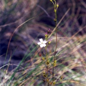 Drosera auriculata at Conder, ACT - 5 Nov 2000